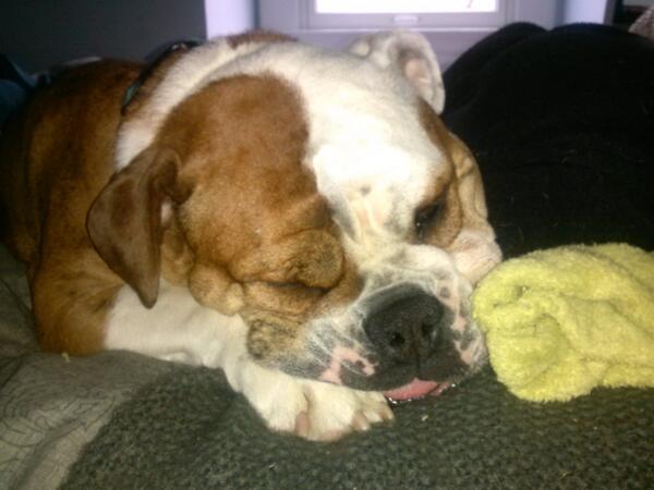 SCWrinklepuss's tweet photo. Nap time! http://t.co/gfzMpzpFRt