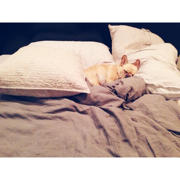 BanjoFrenchie's tweet image. I need more pillows... #frenchieproblems #frenchbulldog #puppy #sleep instagram.com/p/n8uruJjz99/