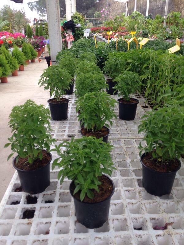 Esspora's tweet image. Todo lo que necesitas para tu huerto ecologico en Esspora #vivero #plantones