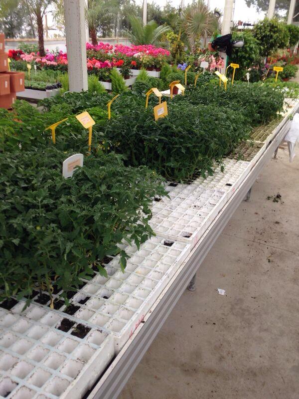 Esspora's tweet image. Todo lo que necesitas para tu huerto ecologico en Esspora #vivero #plantones