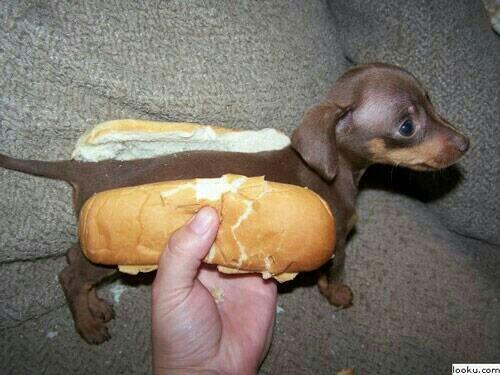 _Paisajes_'s tweet photo. Tontería del día: Perro salchicha. http://t.co/uRm9qhjIwS