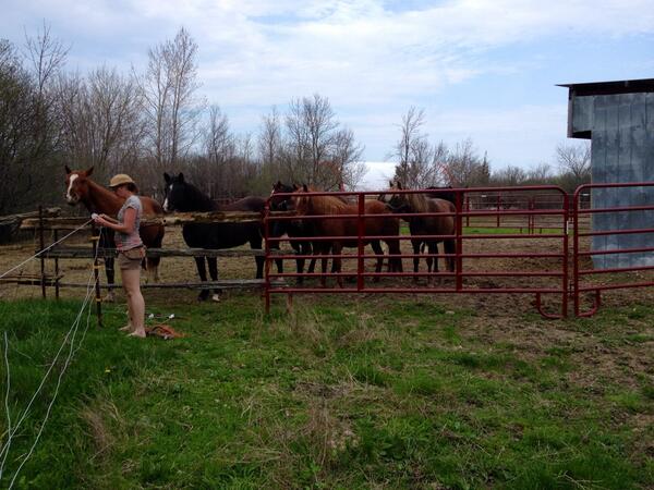 Heal With Horses tweet media