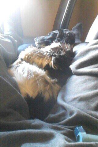 eoindoyle17's tweet photo. @_JDel_ T-rex arms, dinosaur dog #loveofyourlife http://t.co/aze61TuJ03