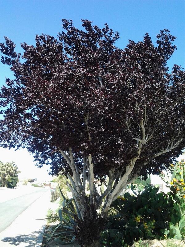 I saw this tree on a walk. The leaves look black from a distance. Once your close they are a deep deep red.