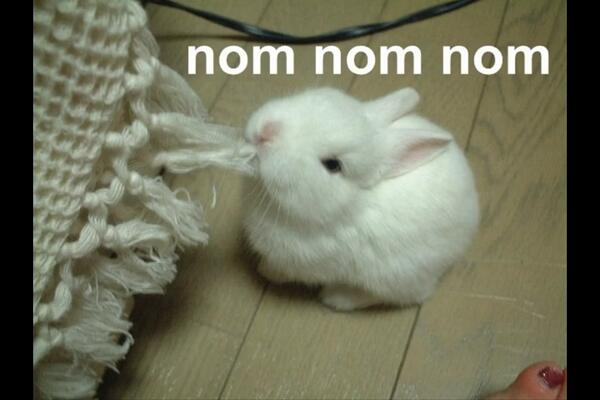 AppleJack1001's tweet photo. Soooooo...  OM NOM NOM!!!🐰 http://t.co/K4u8b6ORXF