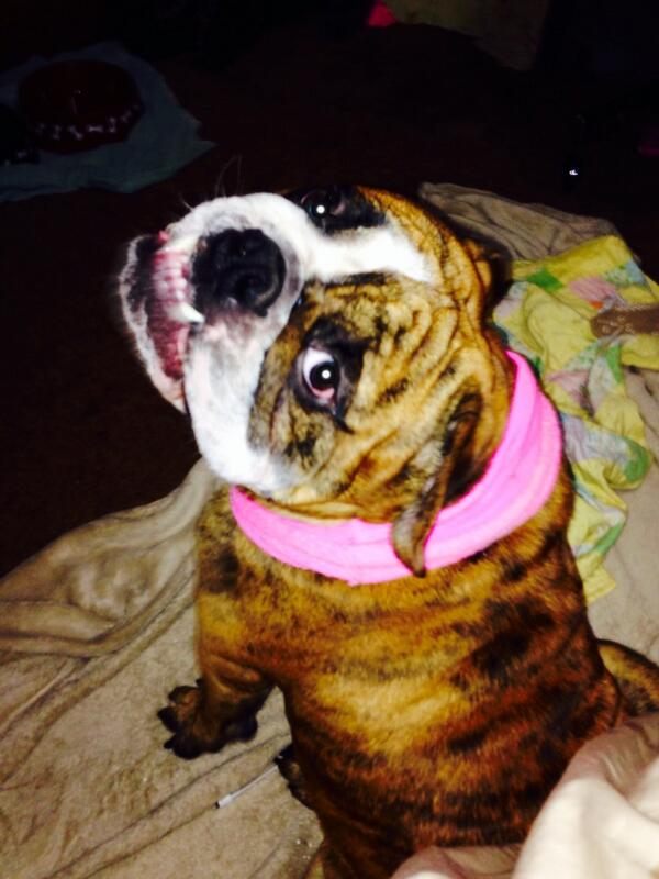 Real men wear pink😍#englishbulldog #toughguy #lovemybully #toocute