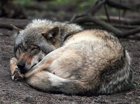 heistpack's tweet image. *lays on the ground sleeping*