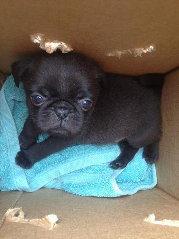 baby fat pug