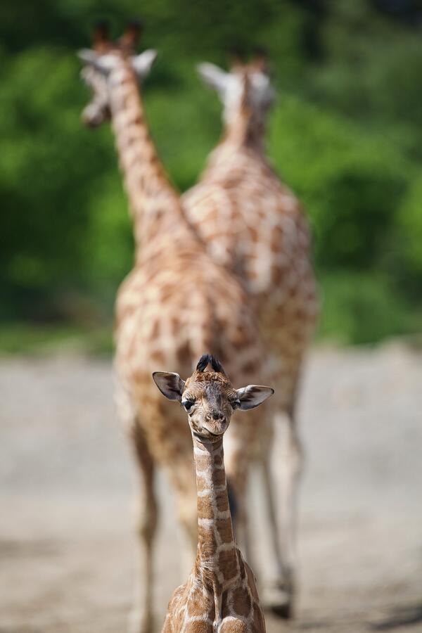 dailyedge's tweet photo. Look at this new baby giraffe born at Dublin Zoo. LOOK AT HIM! http://t.co/QxTBbqLs6B http://t.co/2UTKyNKFc7
