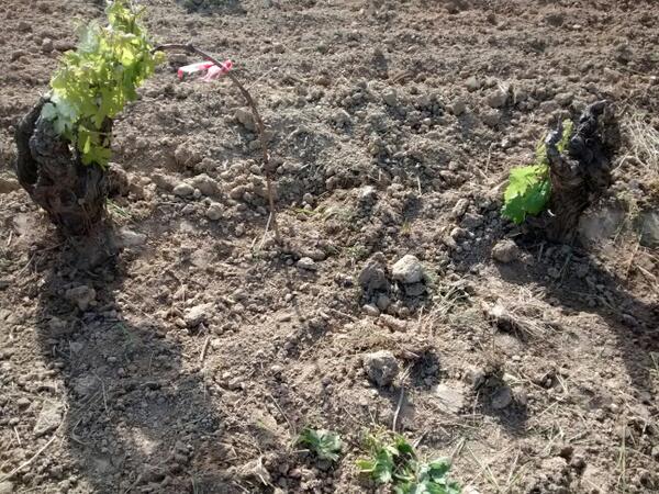 enociencia's tweet image. #Mugrón #Murgón o #Acodo RT @companonArrieta: El mejor vivero esta a 80 centímetros de distancia