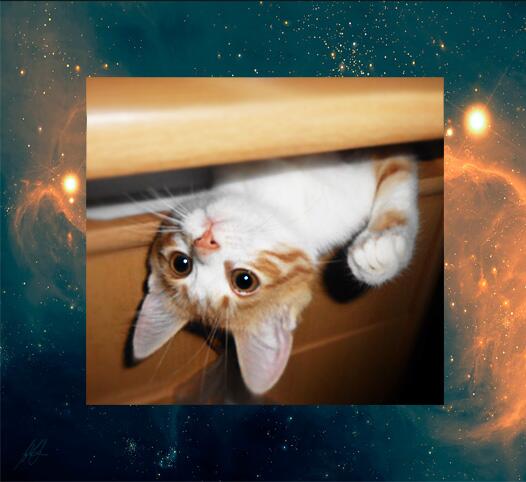 IPeachCat's tweet image. I saw life