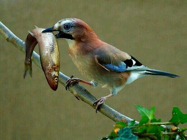 animaldc7's tweet photo. http://t.co/G0TdtSAAYD