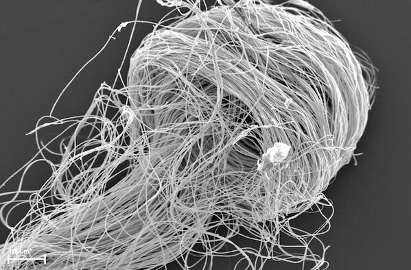Teknosciences's tweet image. Des spermatozoïdes #fossilisés géants vieux de 17 millions d'années, découverts en Australie
fr.news.yahoo.com/spermatozoïdes…
