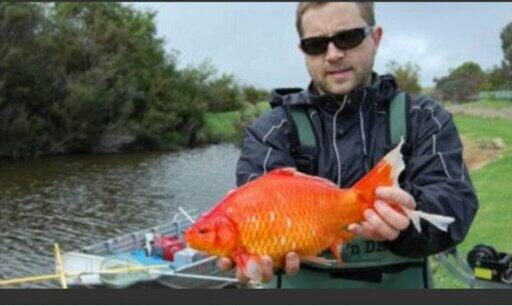 jongdala's tweet image. 호주 퍼스인근 강에서 발견된 40cm짜리 금붕어. 인간이 키우다 버려 이렇게 커진 금붕어가 많다네요.