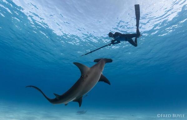 annieguttridge's tweet photo. #WilliamWednesday Here's @WilliamWinram tagging a beautiful #GreatHammerhead .. Can you imagine this moment?! #Epic http://t.co/fVyAxjvRzd