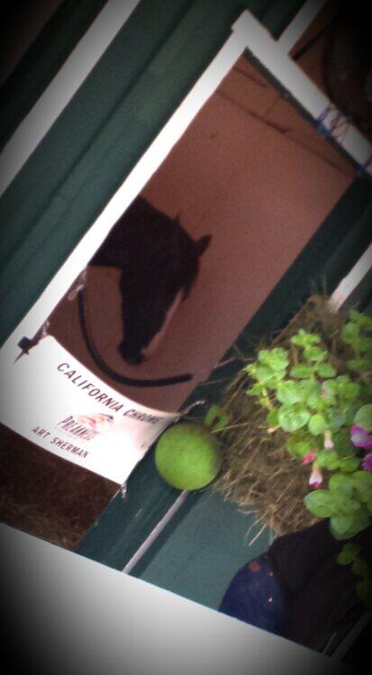 MYCityM's tweet photo. The coolest cat @PreaknessStakes @CaliforniaChrom #runbabyrun #neverstop #ceocandy ♥ meeting you sweetie see u Sat! http://t.co/l5uheanvAI
