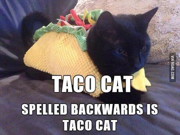 9GAG's tweet photo. Too bad taco cat isn't in a racecar http://t.co/tID9FZ9dCh http://t.co/02Py7AO6Uq