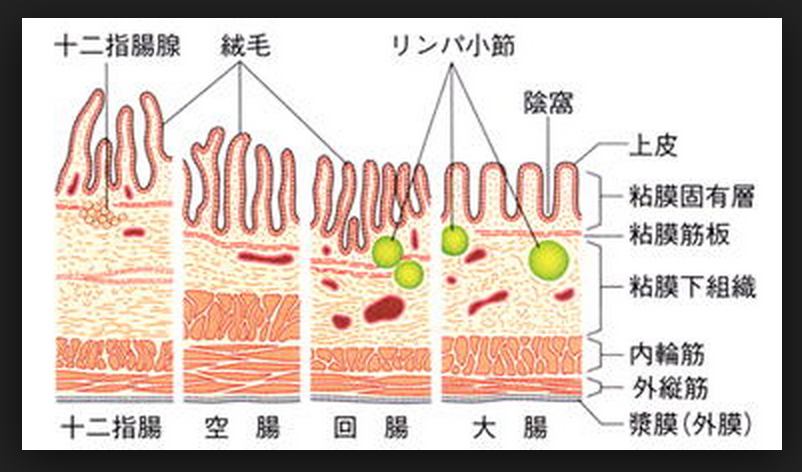 ゴロ 解剖生理イラスト 小腸の特徴 Http T Co 4id3vygv0m Twitter