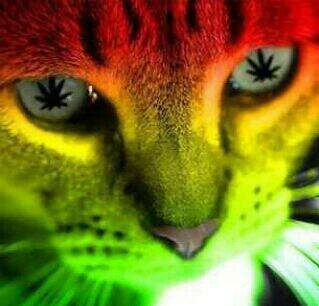 WeedModels's tweet image. 