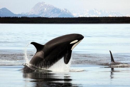 oceanCRIES tweet picture