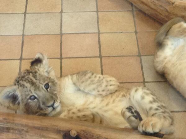 SERAPI_J's tweet photo. 今回は双子のライオンの子を見ました(^^) http://t.co/Qmt2qthJZh