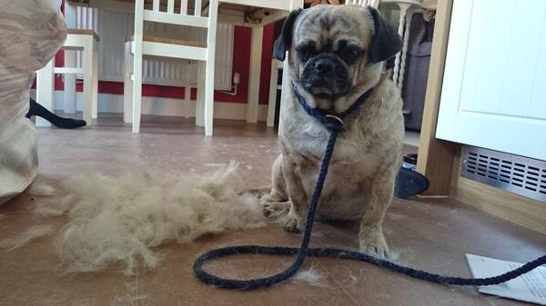 Mr_pee_pug's tweet photo. Mum says I moult to much #sadface #pugface http://t.co/DnaJg1sxLQ