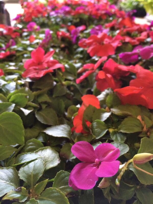 A truckload of flowers came into the shop today, giving our office a boost of color! All perks of the #landscapelife