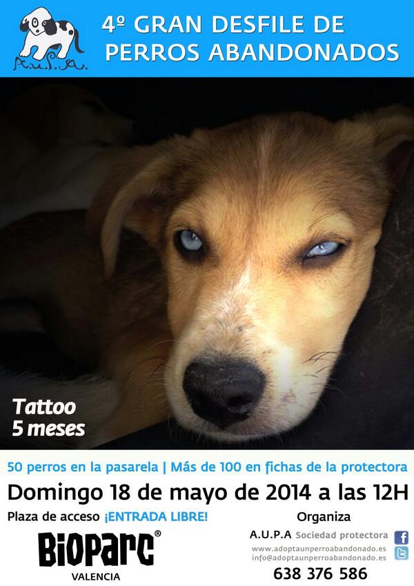 Bioparc's tweet photo. Os esperamos este domingo a las 12h en el 4 desfile solidario de #perros abandonados. #DesfileAupa4 ¡Buenas noches! http://t.co/J8OabYvbmb