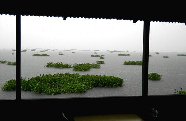 engliteach's tweet photo. Floating islands in Tondano http://t.co/Y2o1XescAE