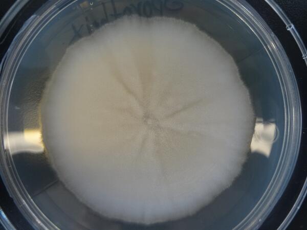 ComClnic's tweet photo. Hongo filamentoso sobre Agar Dextrosa Sabouraud. Fusarium sp http://t.co/B97tkhaS6i