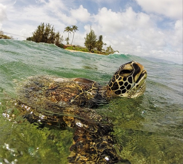 rybotics's tweet photo. Sea Turtle, Oahu, Hawaii http://t.co/HzPQmNRrC6