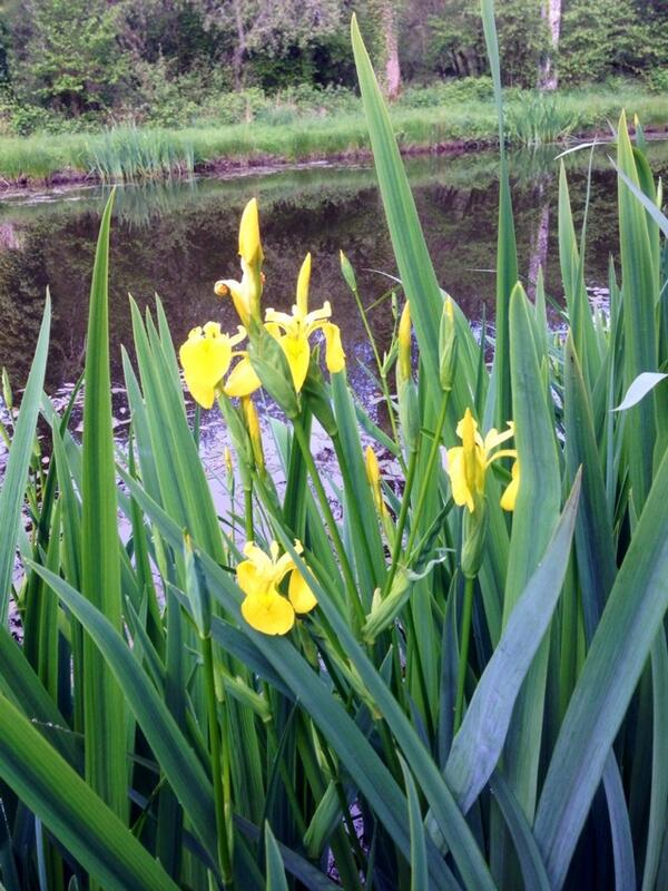 Permalien de l'image intégrée