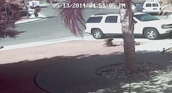 AnimalPlanet's tweet photo. Check out MUST-SEE video of a cat rescuing her owner's son from a neighborhood dog >> http://t.co/LW5i6bfUAL http://t.co/YRsDiYggJS