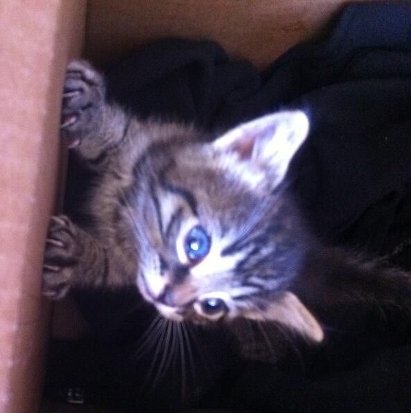Our driver rescues litter of kittens dumped into our dumpster!
youtube.com/watch?v=zeWbzr…