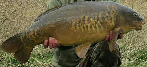 This #Norfolkcarp is from a lake near Thetford
#carp
#carpfishing
#carpcrew