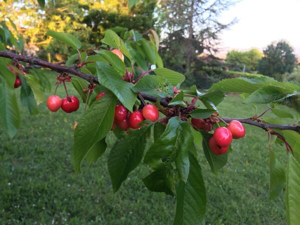 JLBonevie's tweet photo. C'est le temps des cerises dans le gers 😄 http://t.co/5xMz74cuMU