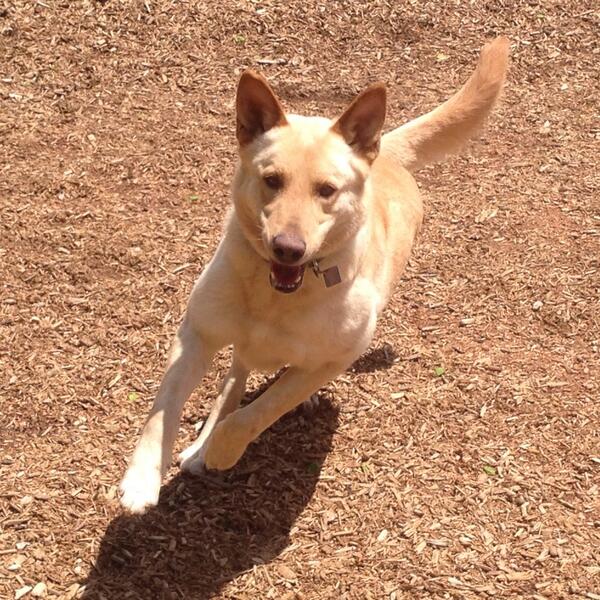 OpKindKennels's tweet photo. Moose on the charge! @OpKindness #dogs #running #adoption #nonprofit http://t.co/1yUscscq2M