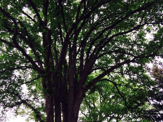 Shot these extraordinary trees in #ShepherdPark earlier today #DC