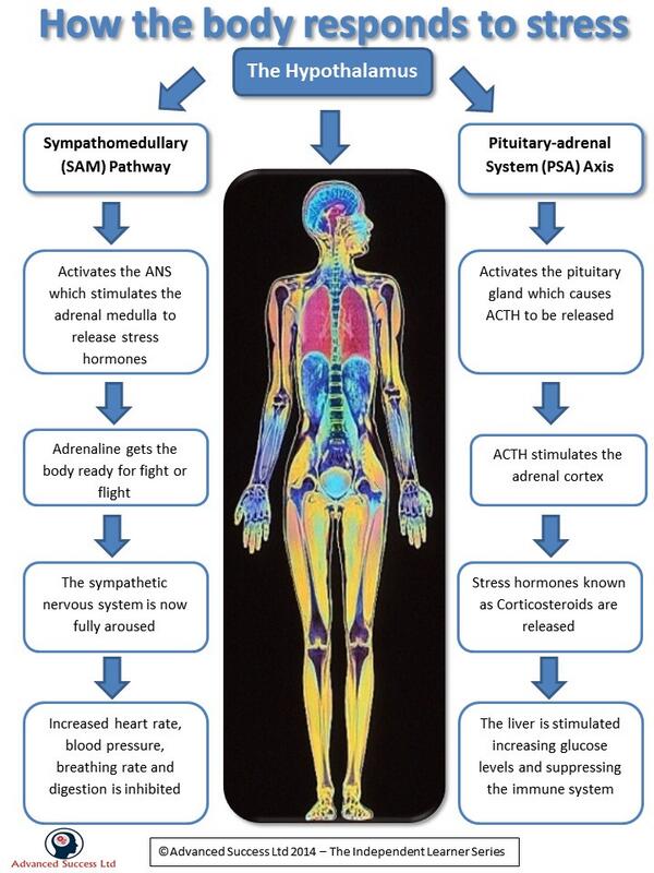 NHS_Psychology's tweet image. Bodily response to stress. #psya2 #stress