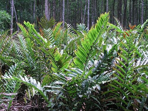 weare_mangroove's tweet photo. Acrostichum aureum tumbuhan pakupakuan dan umum tumbuh di area hutan bakau terbuka atau menerima cahaya matahari http://t.co/a2FqdTWhC7