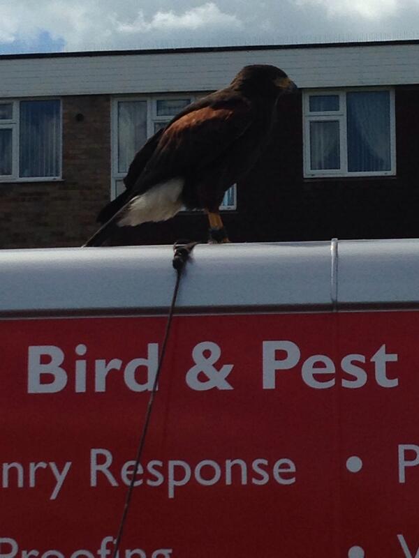 RustingtonClean's tweet image. Falcon at one of our contracts for @HobdensPropMan  today scaring off the seagulls #birdofpray