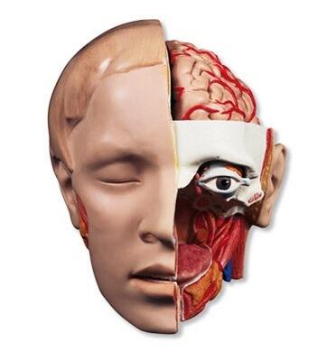 GTsimulators's tweet image. Head Anatomy Model:
#HeadAnatomyModel #HeadModel #HumanHeadModel #AnatomicalHeadModel 
gtsimulators.com/Head-Models-Ne…