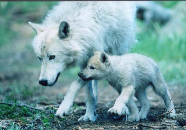 Opal (@themoonopal) on Twitter photo 