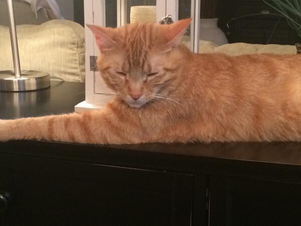 numeroffmouse's tweet photo. Don't make a scene.. He might not know we are here #aplittwit http://t.co/mNpTDfpfOs