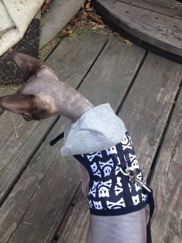 sphynxeyes's tweet photo. This is important: My cat in a punk vest harness. #notimportantatall #butstillverycute http://t.co/q0x8Nl109L