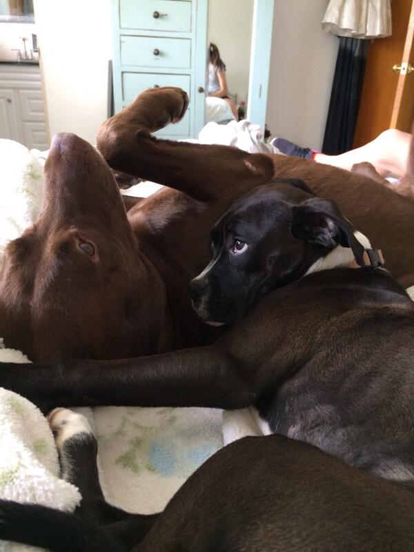 Love puppies