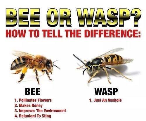 KaelyMWiebe's tweet photo. “@LifeCheating: The difference between bees and wasps: http://t.co/M799wN16ex” @Getdyckered