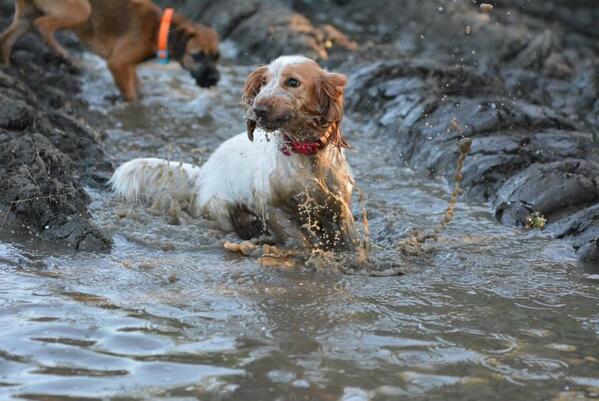 sharemyphotos's tweet image. @yourdog #watefbaby Bella the #cockerspaniel is #puddled