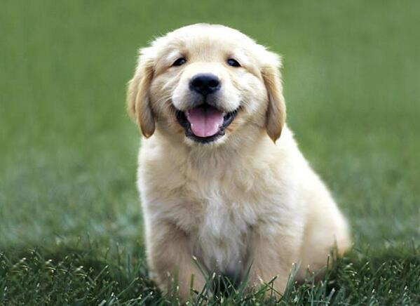 restorapet tweet picture