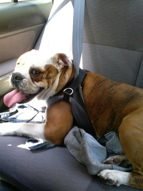 SCWrinklepuss's tweet photo. Tangled in my seatbelt!  How embarrassing... http://t.co/9HOwF0Pzr1